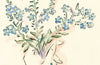 Mother's Day Card Forget-me-Nots