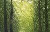 Woodland Glade Card