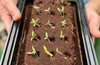 The Georgian Flowers Growbar