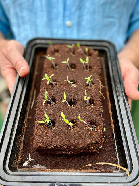 The Salad Growbar