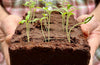 The Jane Austen Flowers Growbar