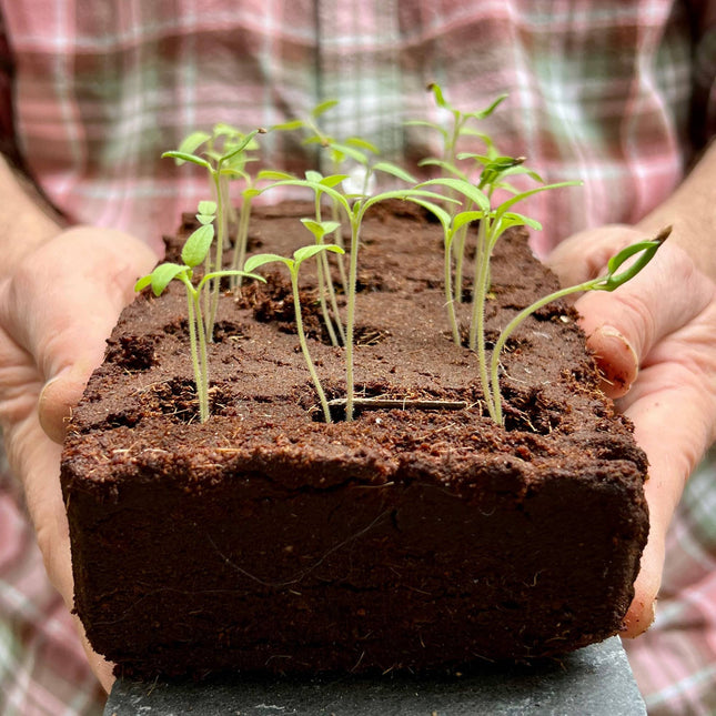 The Roman Herbs Growbar
