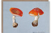 Fly Agaric