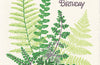 Ferns Card