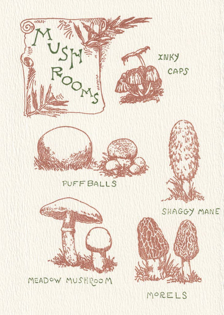 Mushroom Guide Card