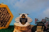 Bee Seedsticks®
